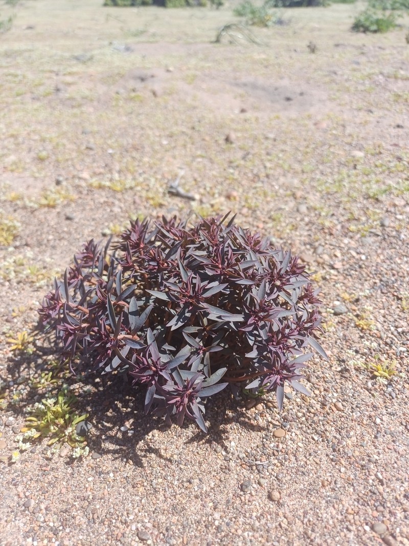 Euphorbia cyanofolia photo 7