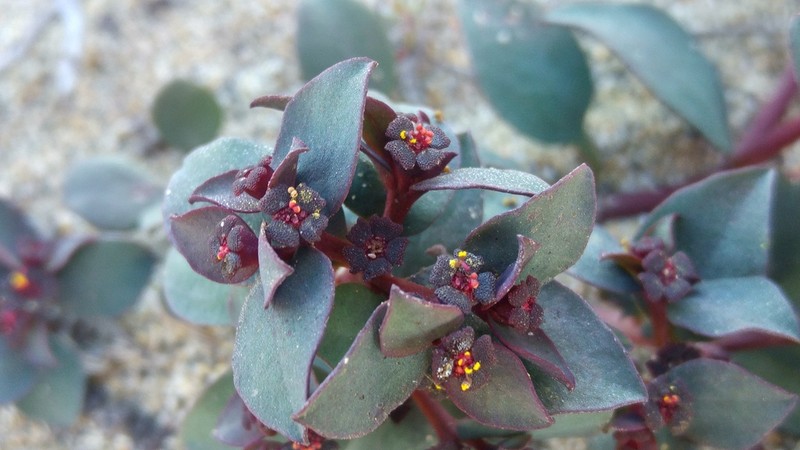 Euphorbia cyanofolia photo 8
