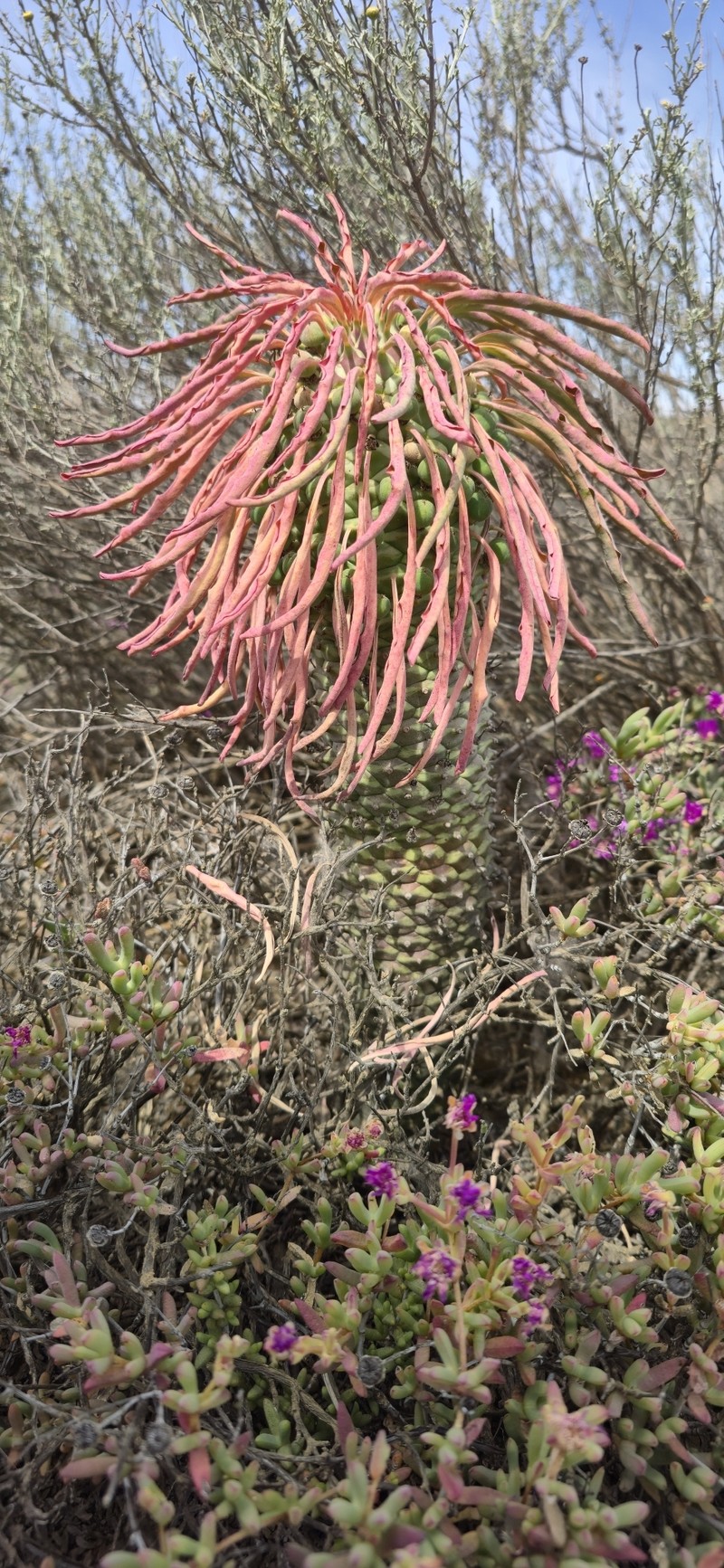 Euphorbia cylindrica photo 2
