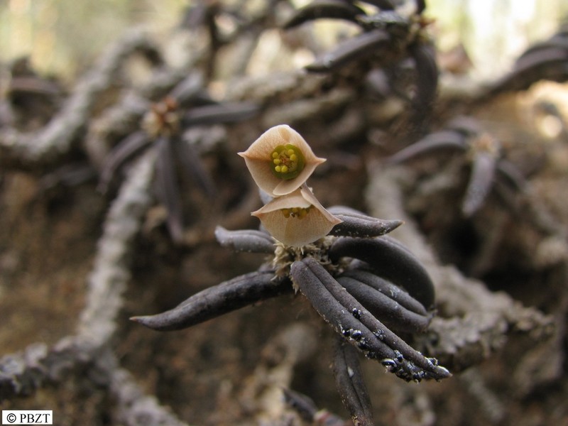 Euphorbia cylindrifolia photo 2
