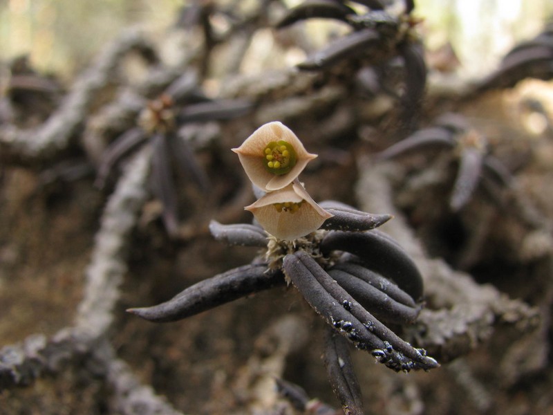 Euphorbia cylindrifolia photo 4