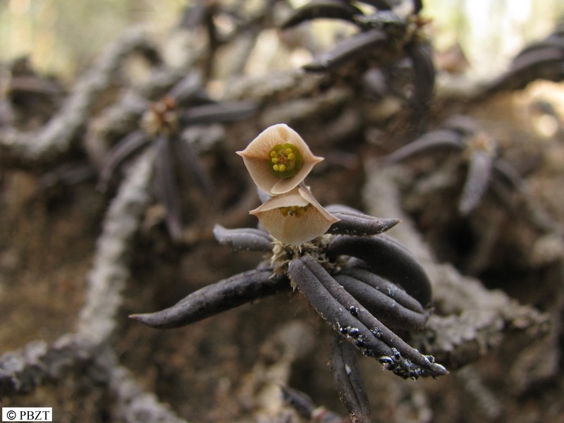 Euphorbia cylindrifolia var. cylindrifolia