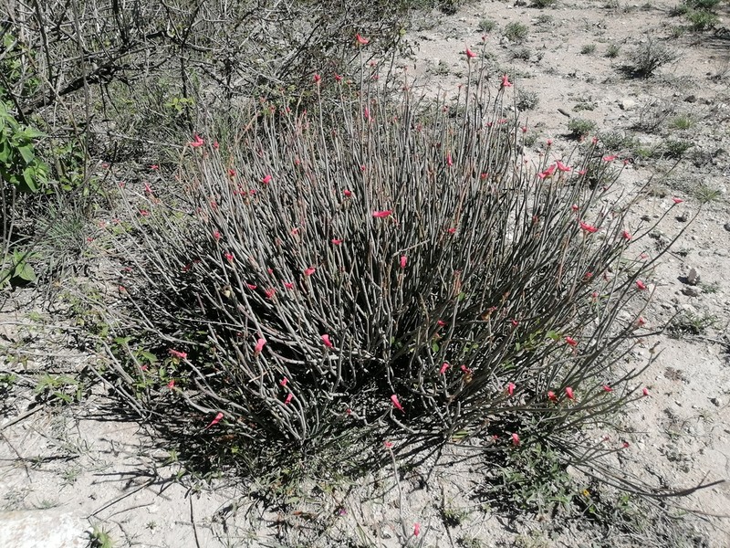 Euphorbia cymbifera