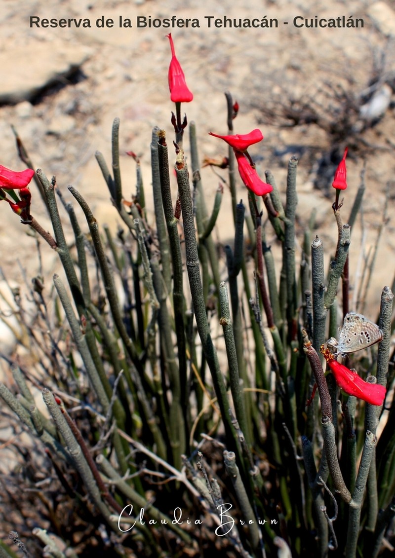 Euphorbia cymbifera photo 2