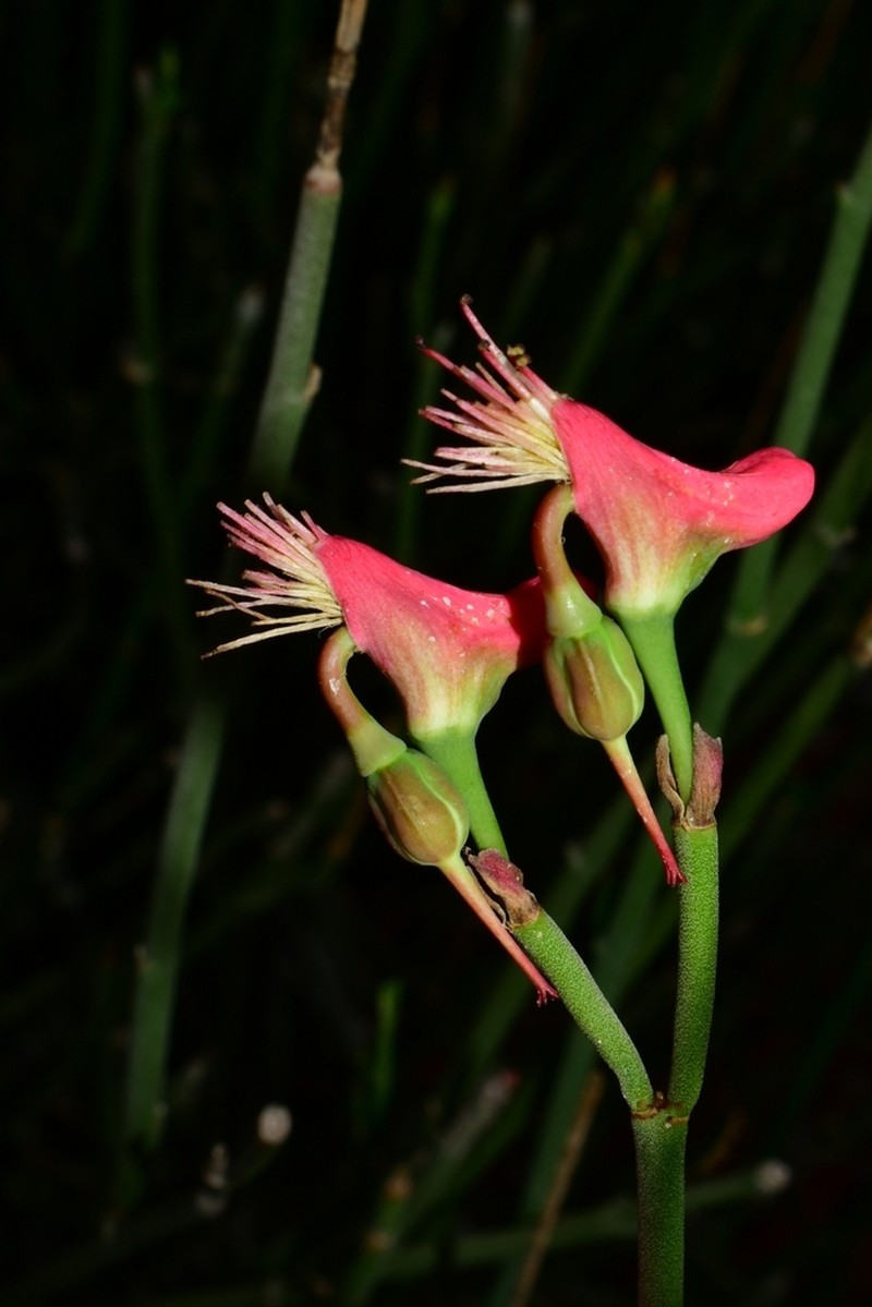 Euphorbia cymbifera photo 3