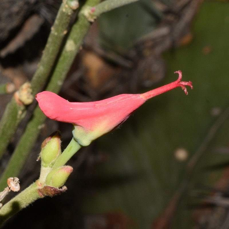 Euphorbia cymbifera photo 4