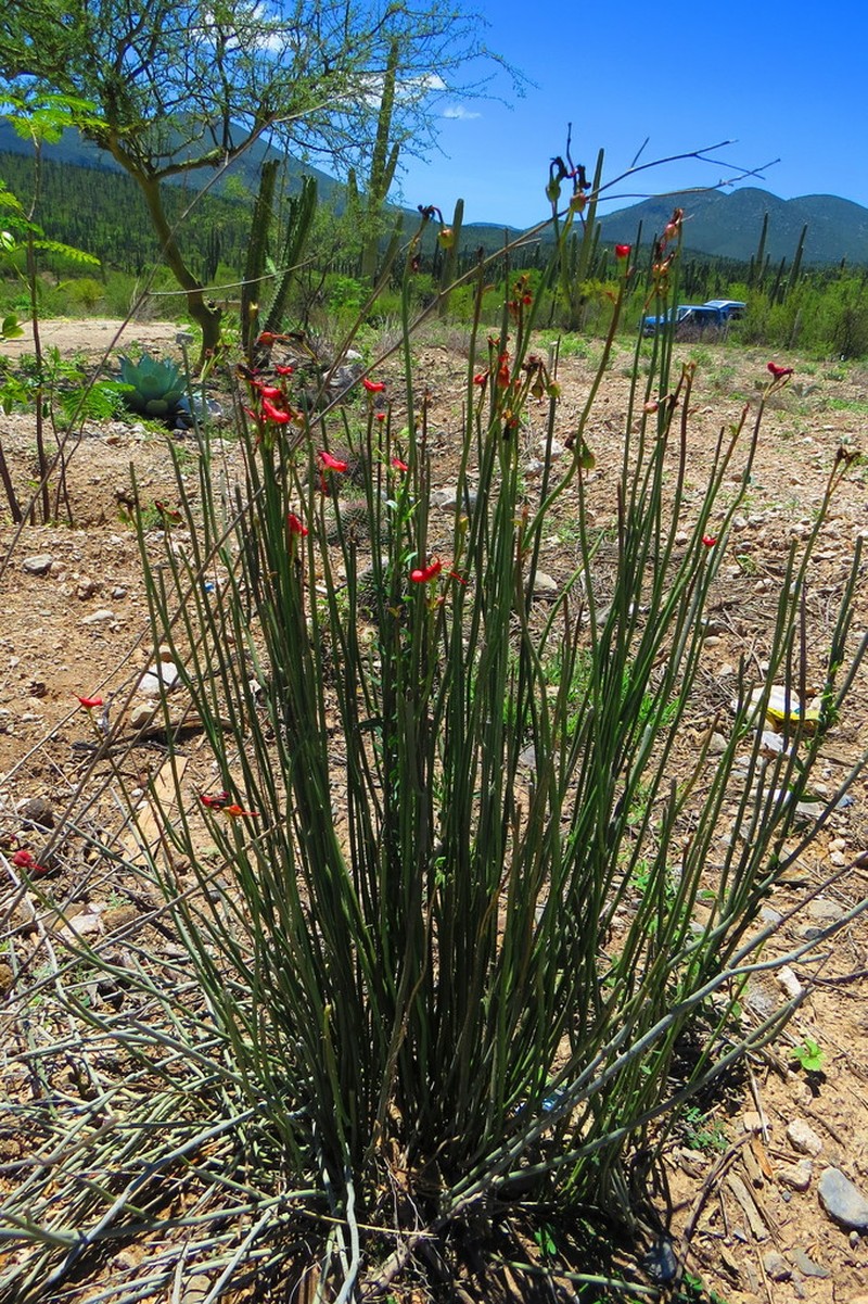 Euphorbia cymbifera photo 5
