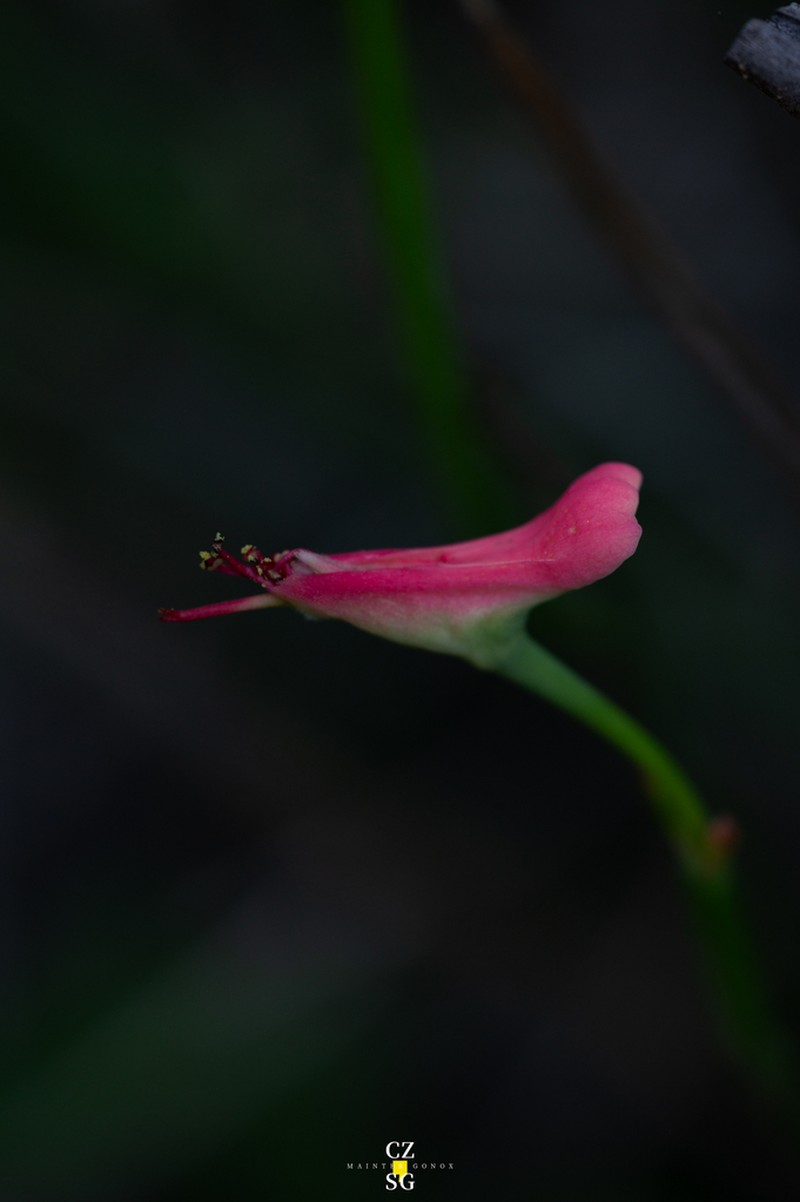 Euphorbia cymbifera photo 6