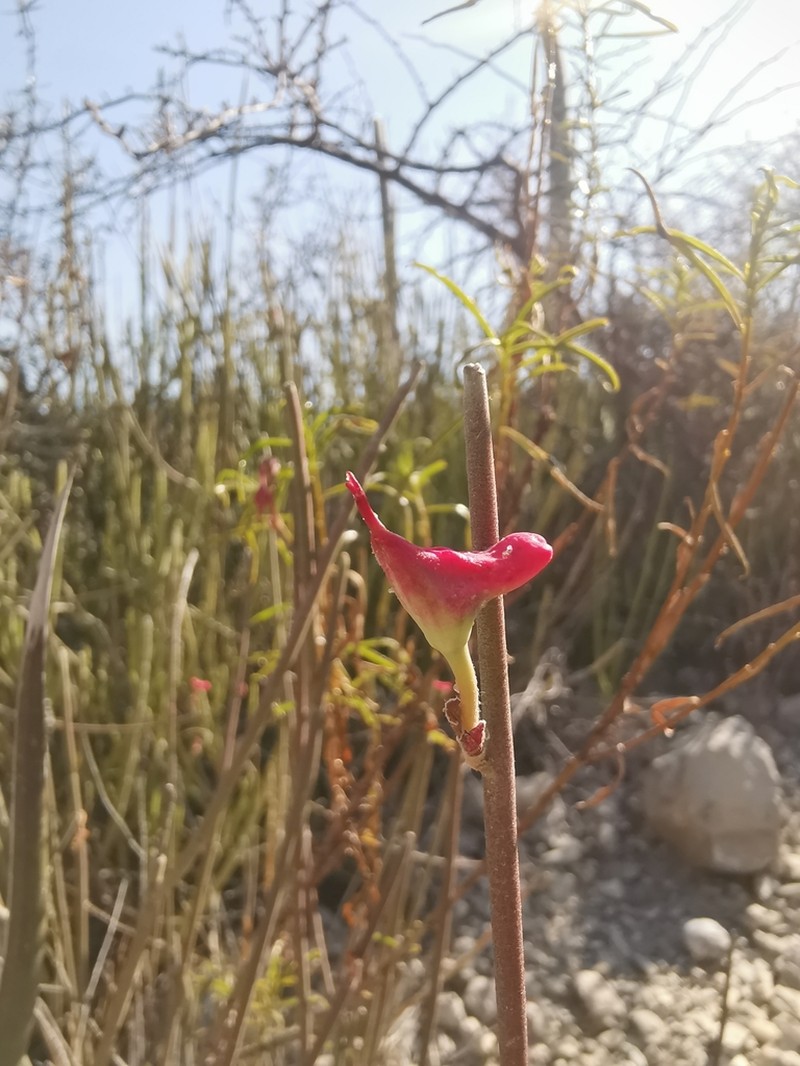 Euphorbia cymbifera photo 7