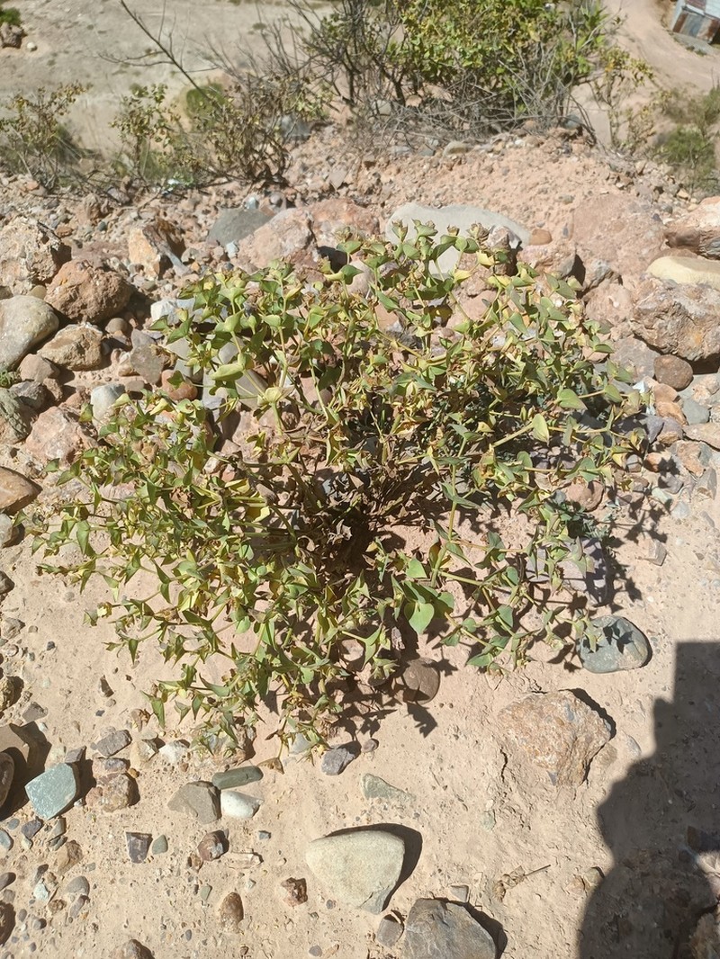 Euphorbia cymbiformis