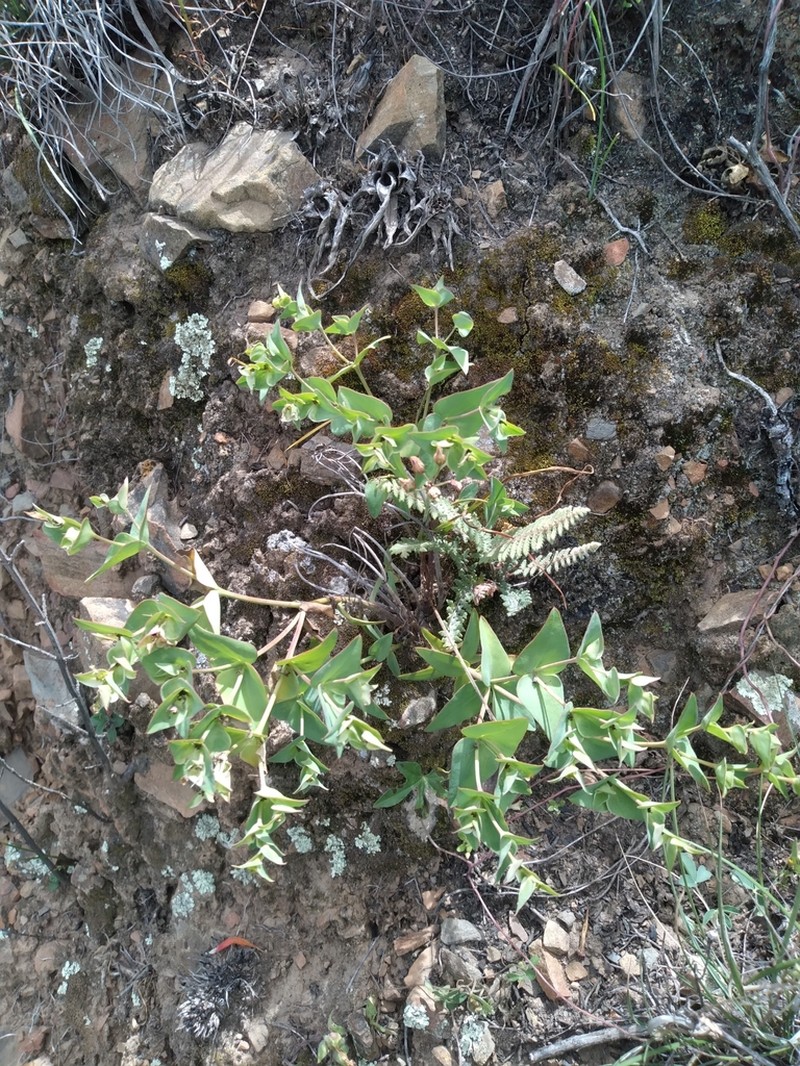 Euphorbia cymbiformis photo 2