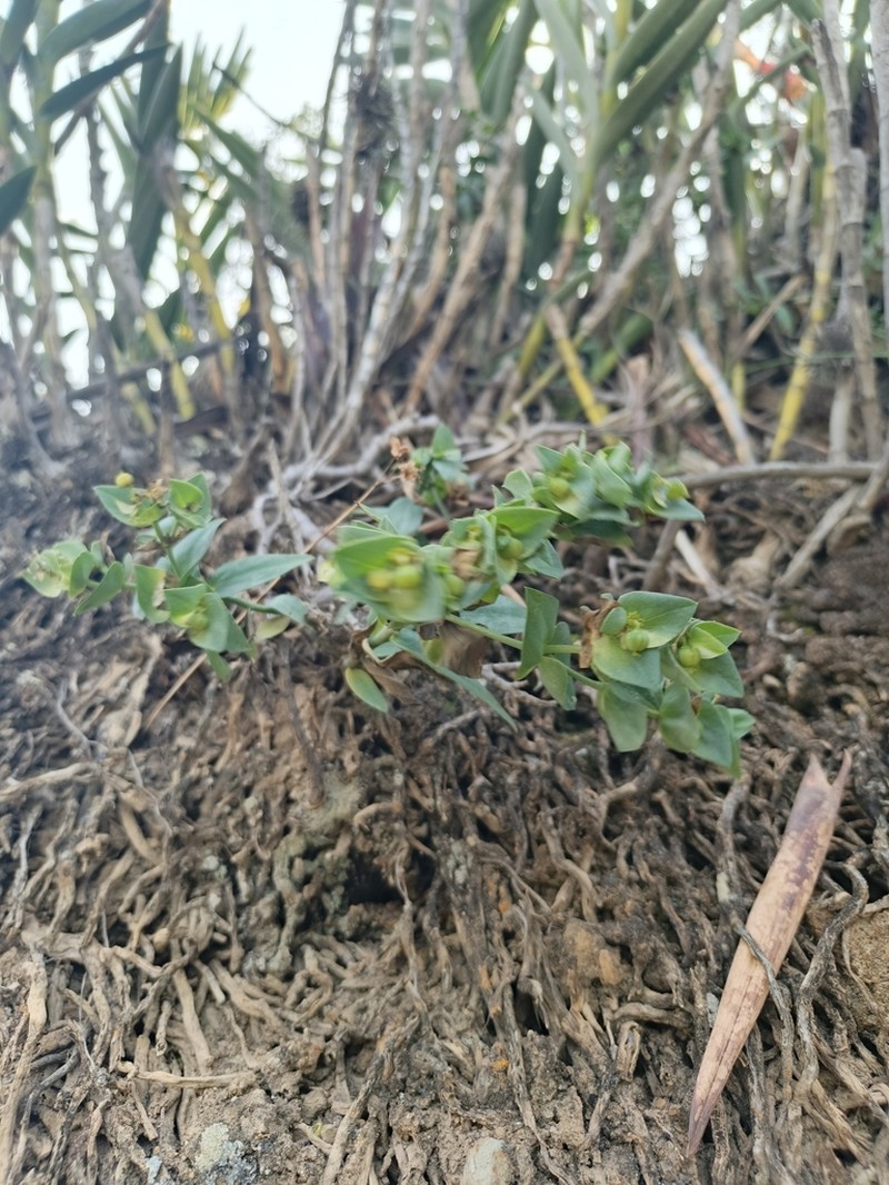 Euphorbia cymbiformis photo 3