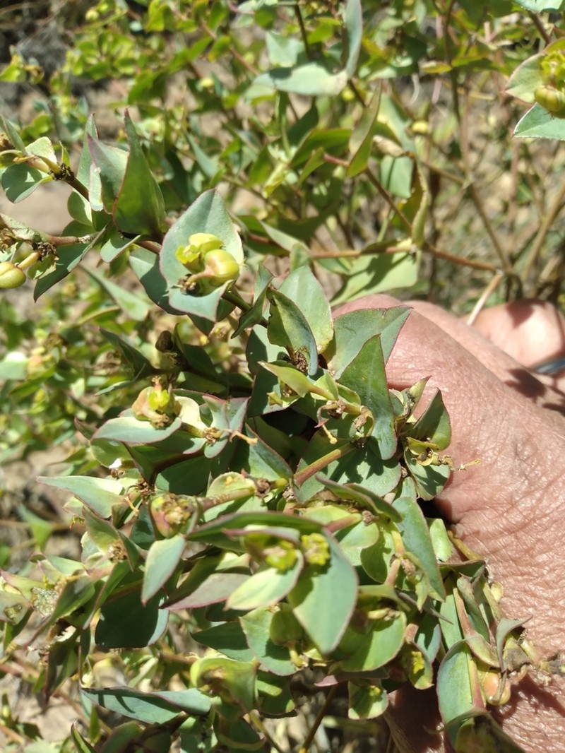 Euphorbia cymbiformis photo 4