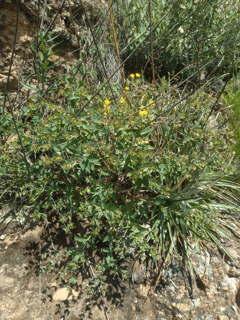Euphorbia cymbiformis photo 5