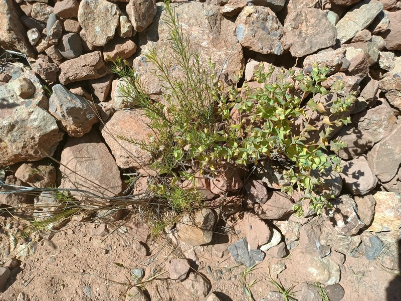 Euphorbia cymbiformis photo 6
