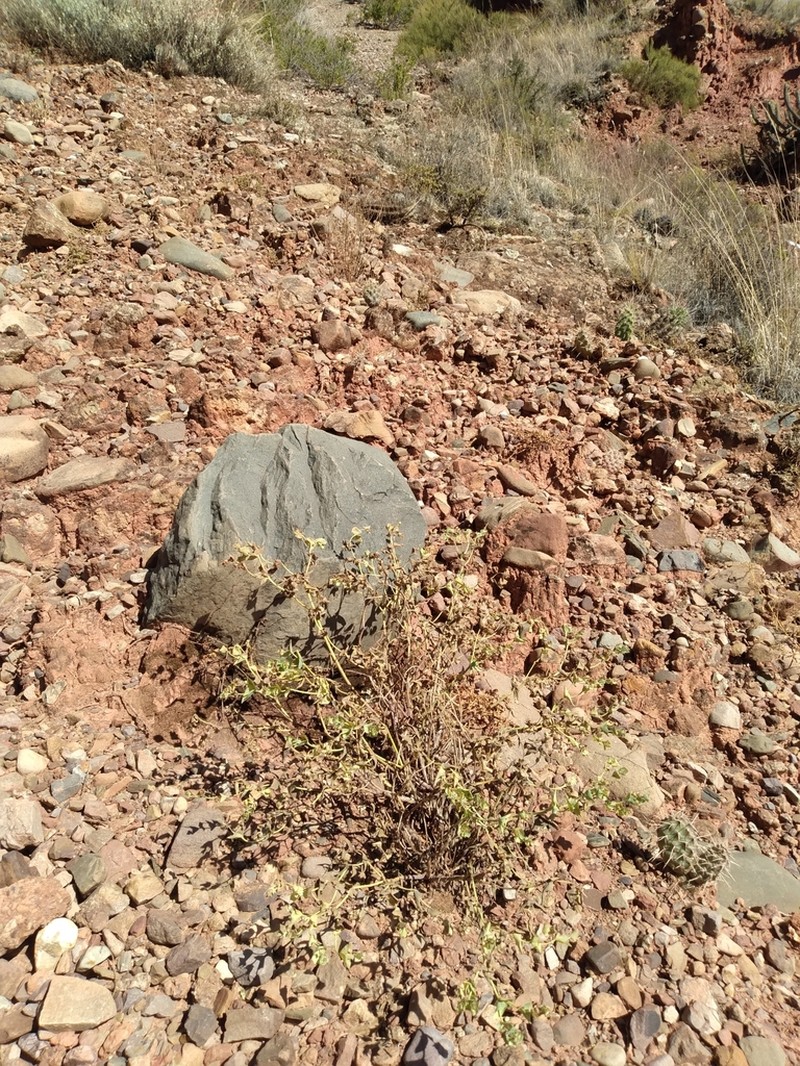 Euphorbia cymbiformis photo 7