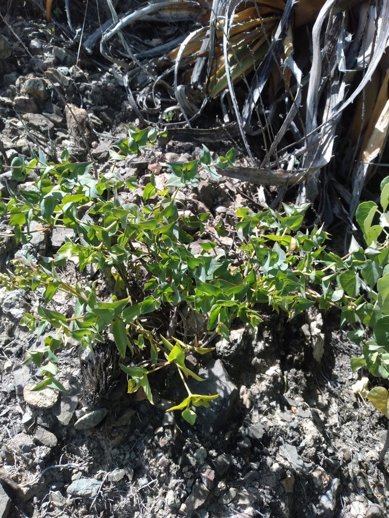 Euphorbia cymbiformis photo 8
