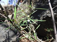 Euphorbia cymosa