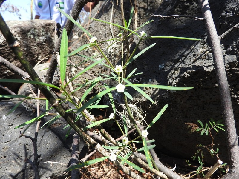 Euphorbia cymosa