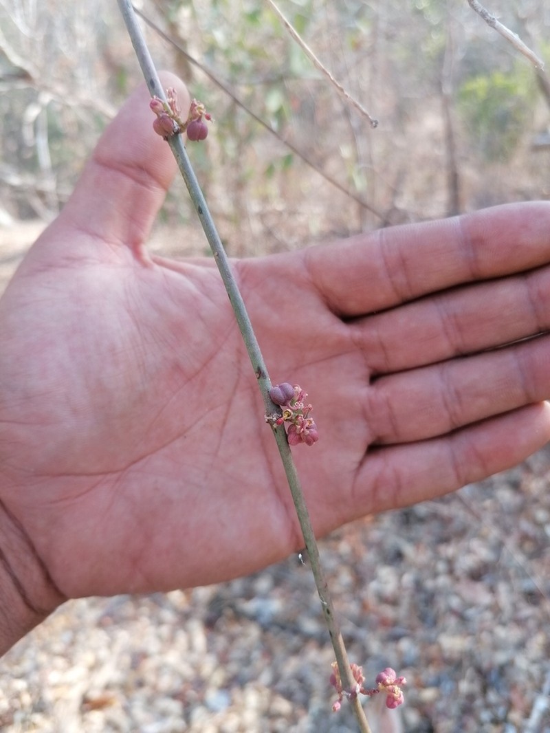 Euphorbia cymosa photo 2