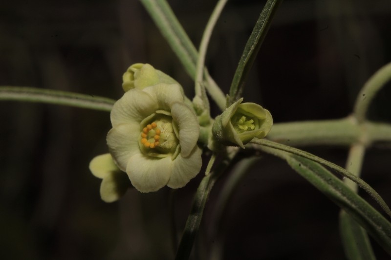 Euphorbia cymosa photo 3