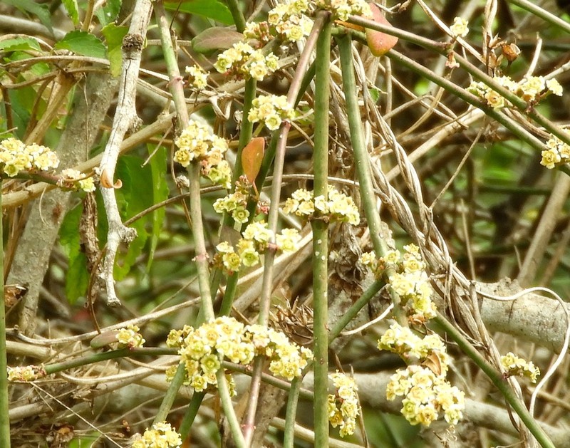 Euphorbia cymosa photo 4