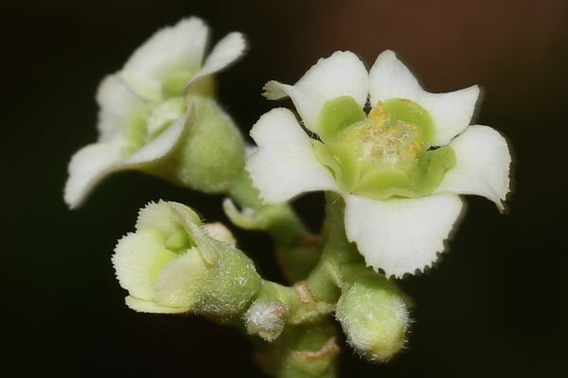 Euphorbia cymosa photo 5