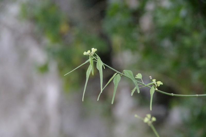 Euphorbia cymosa photo 6