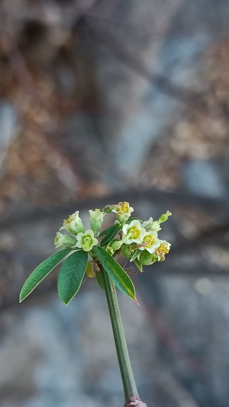 Euphorbia cymosa photo 8