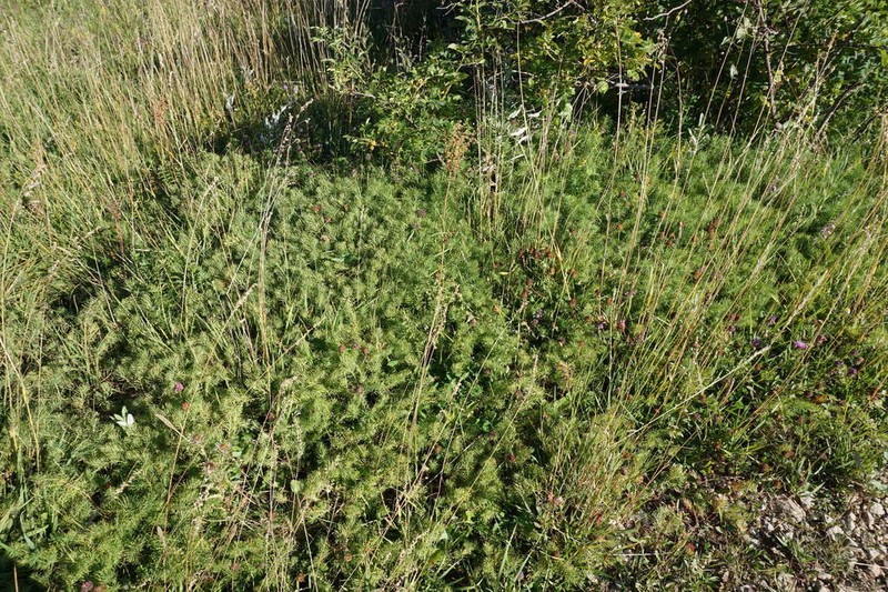 Cypress Spurge photo 4