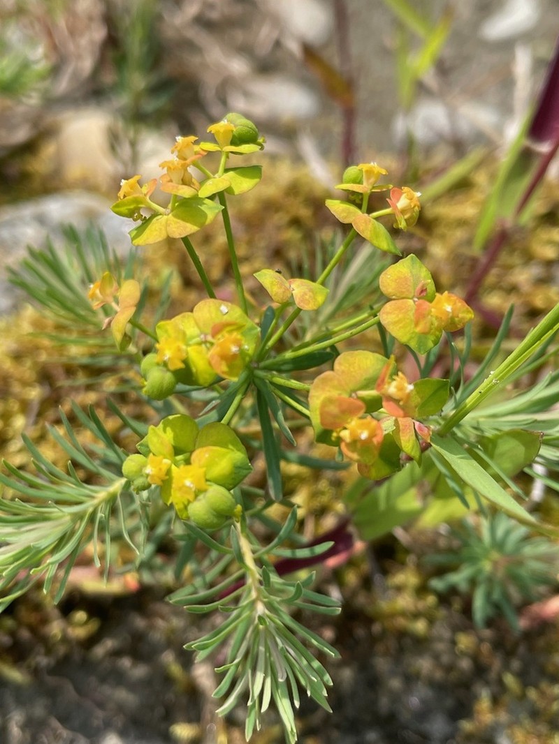 Cypress Spurge photo 5