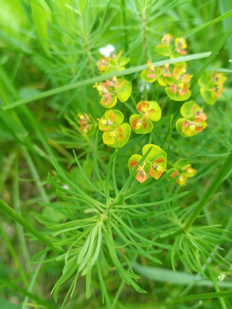 Cypress Spurge photo 6