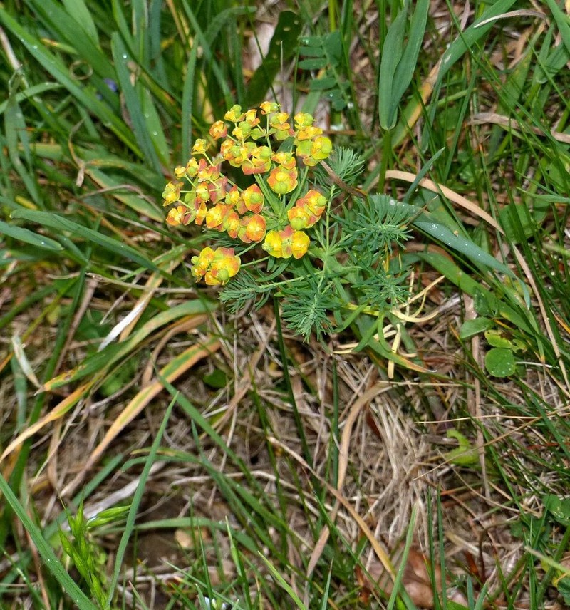 Cypress Spurge photo 7