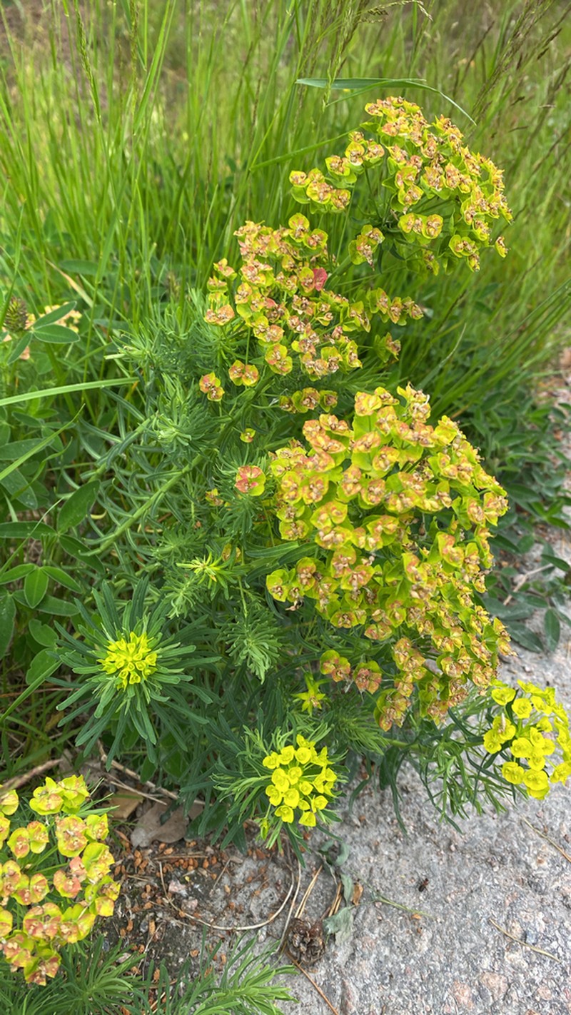 Cypress Spurge photo 8