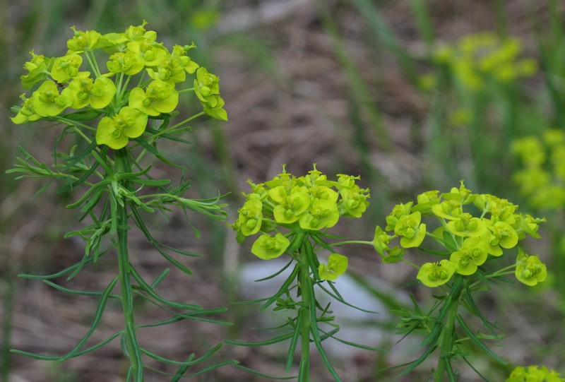Cypress Spurge photo 2