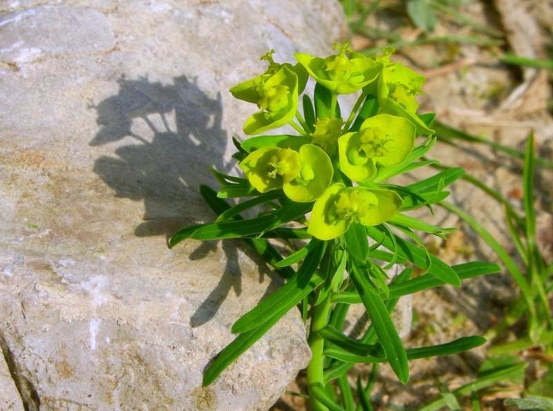 Cypress Spurge photo 3