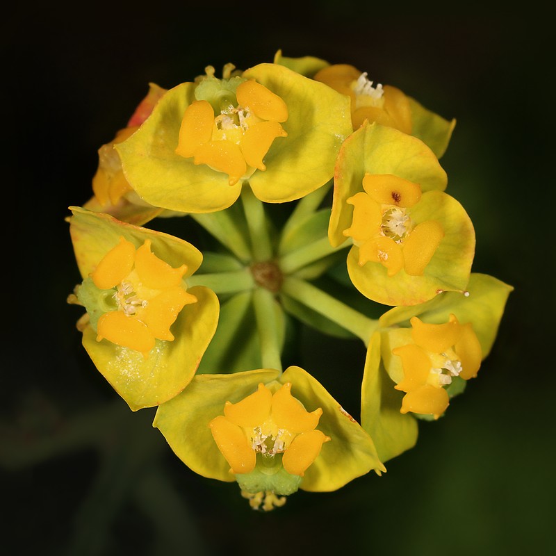 Cypress Spurge photo 4