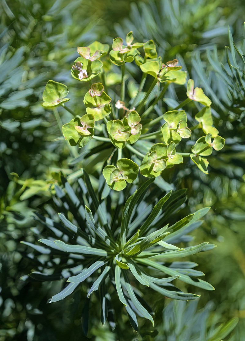 Cypress Spurge