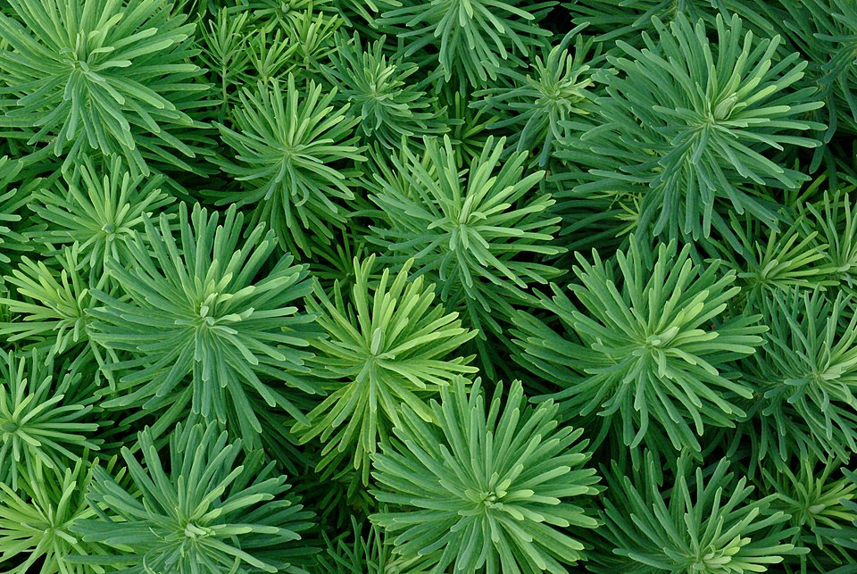 Cypress Spurge photo 5