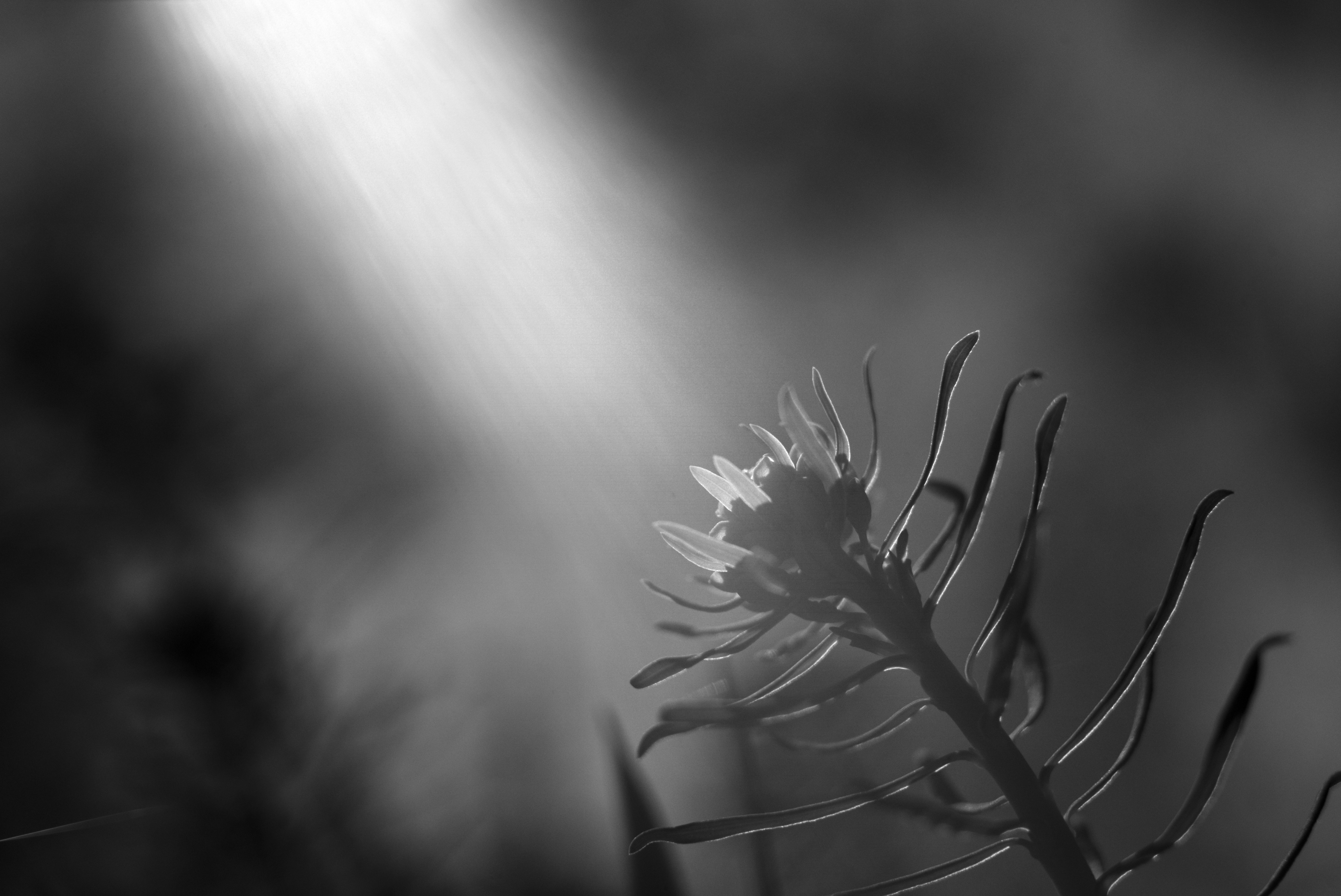 Cypress Spurge photo 6