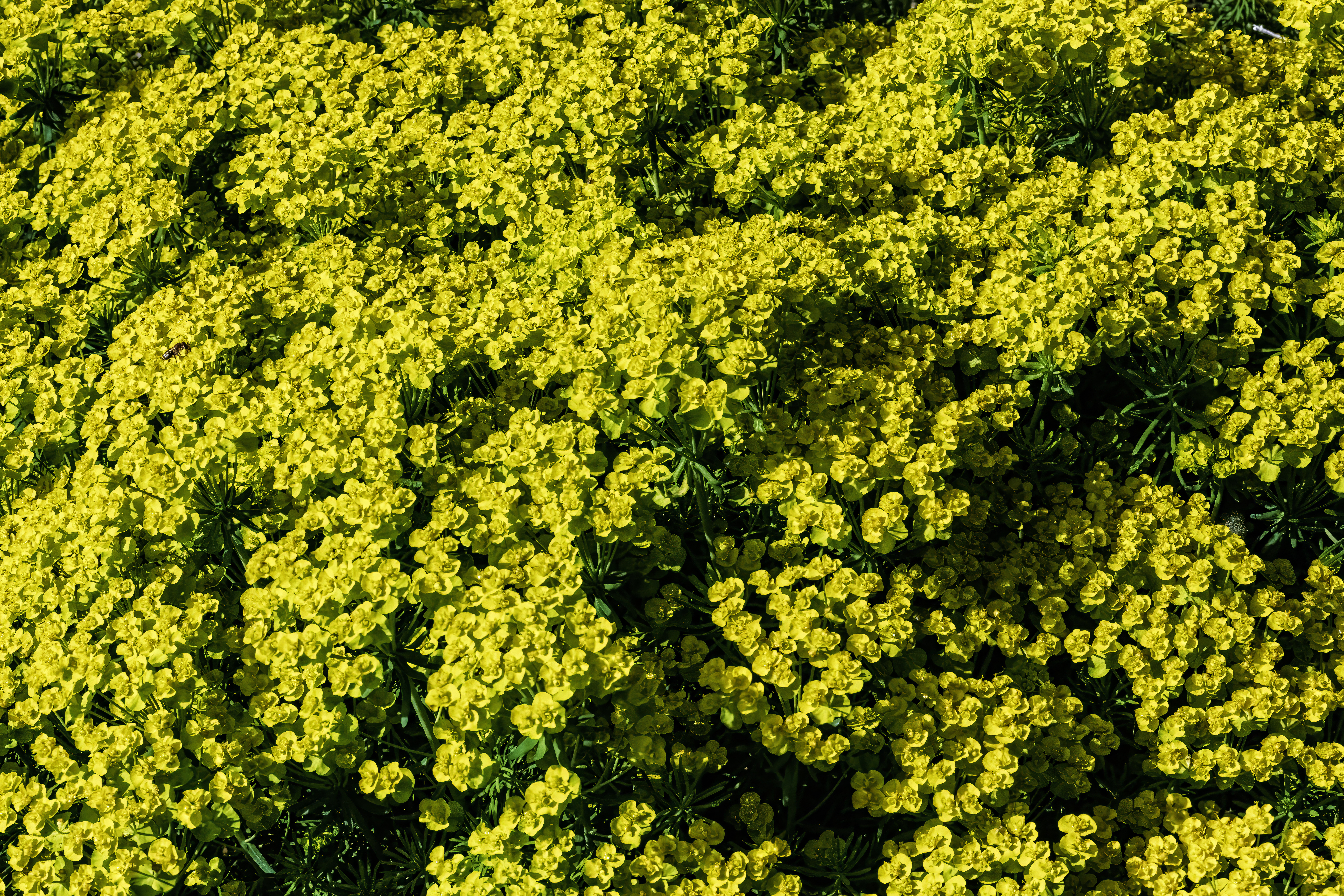 Cypress Spurge photo 7