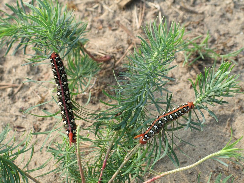 Cypress Spurge photo 8