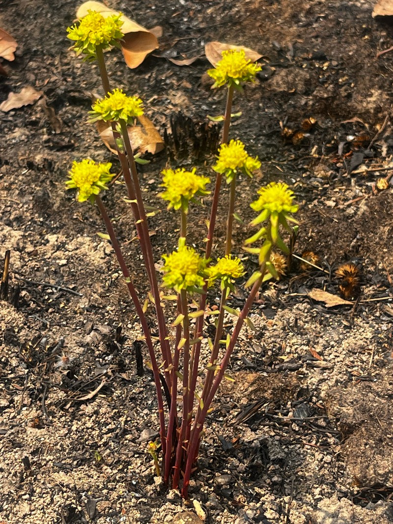 Euphorbia cyparissioides