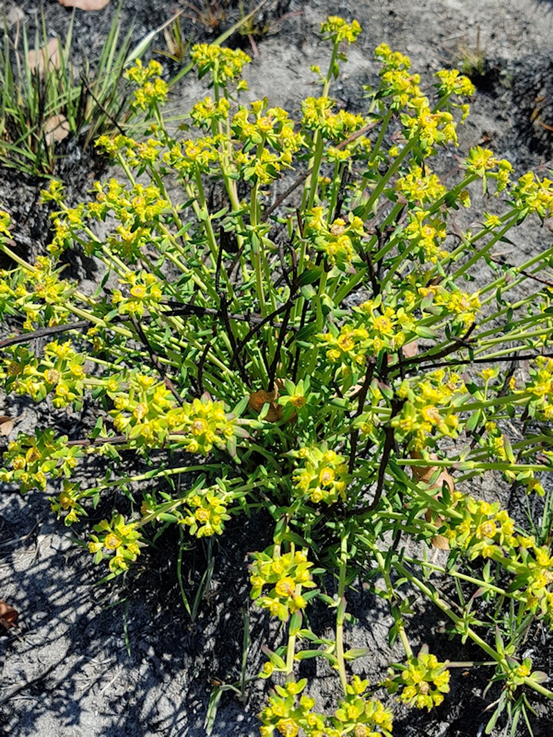 Euphorbia cyparissioides photo 2