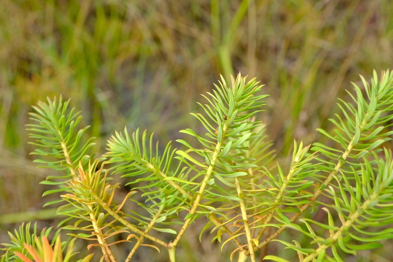 Euphorbia cyparissioides photo 3