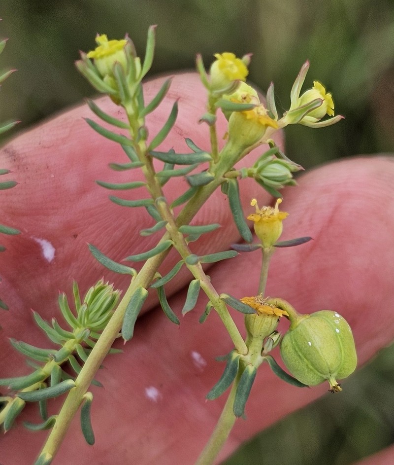 Euphorbia cyparissioides photo 4