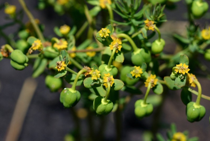 Euphorbia cyparissioides photo 5