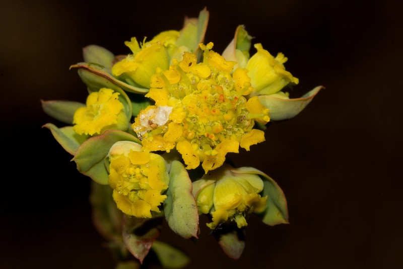 Euphorbia cyparissioides photo 6