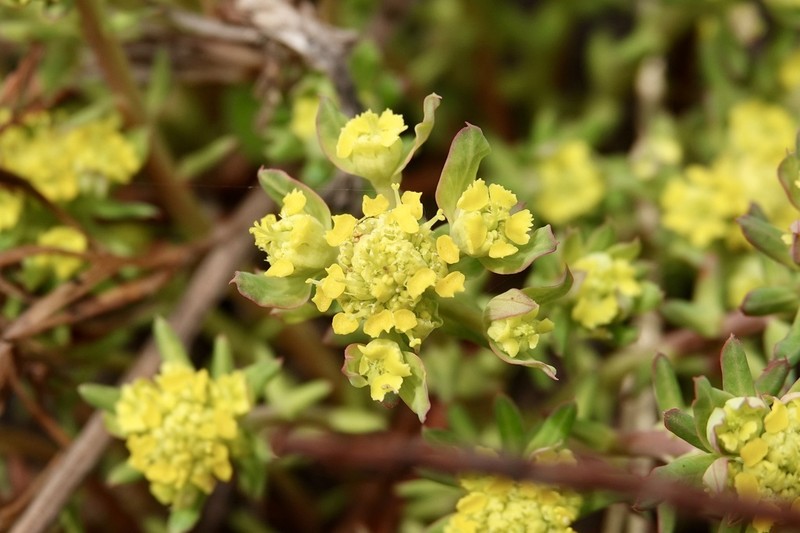 Euphorbia cyparissioides photo 7