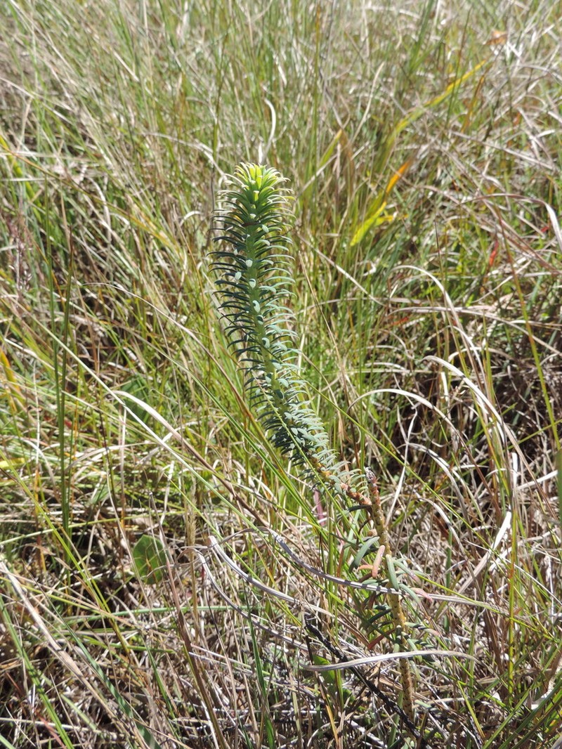 Euphorbia cyparissioides photo 8
